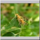 Xyphosia miliaria - Bohrfliege 04.jpg